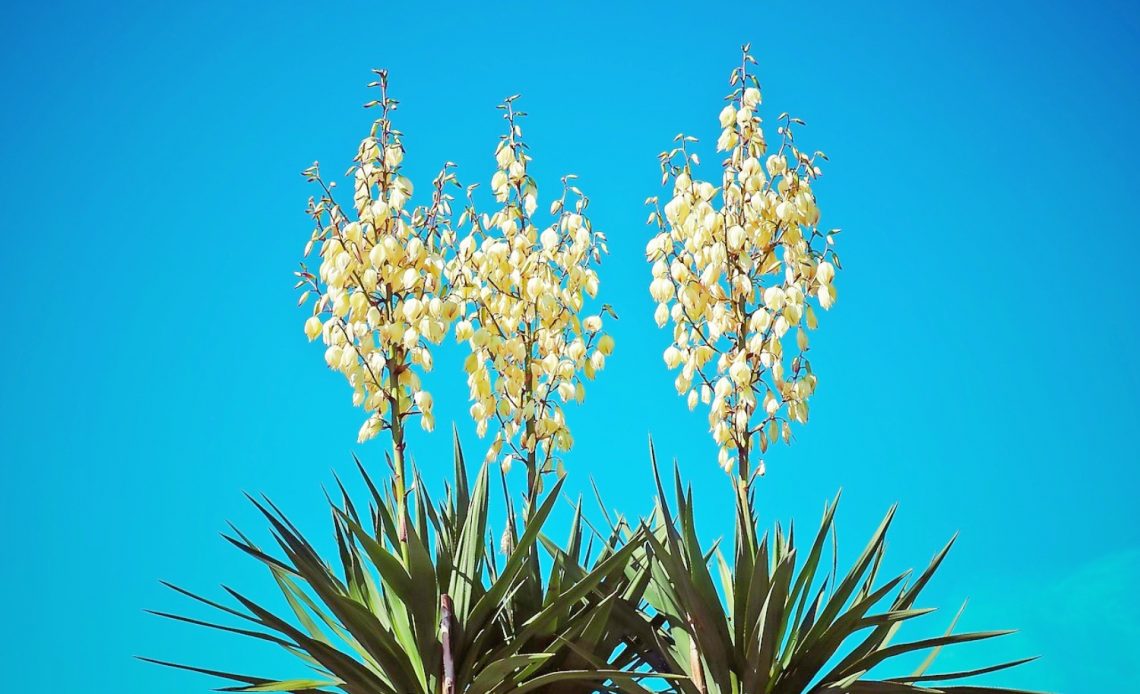 yucca-flowers
