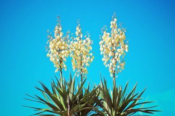 Yucca Flowers — How To Get Your Yucca To Blossom