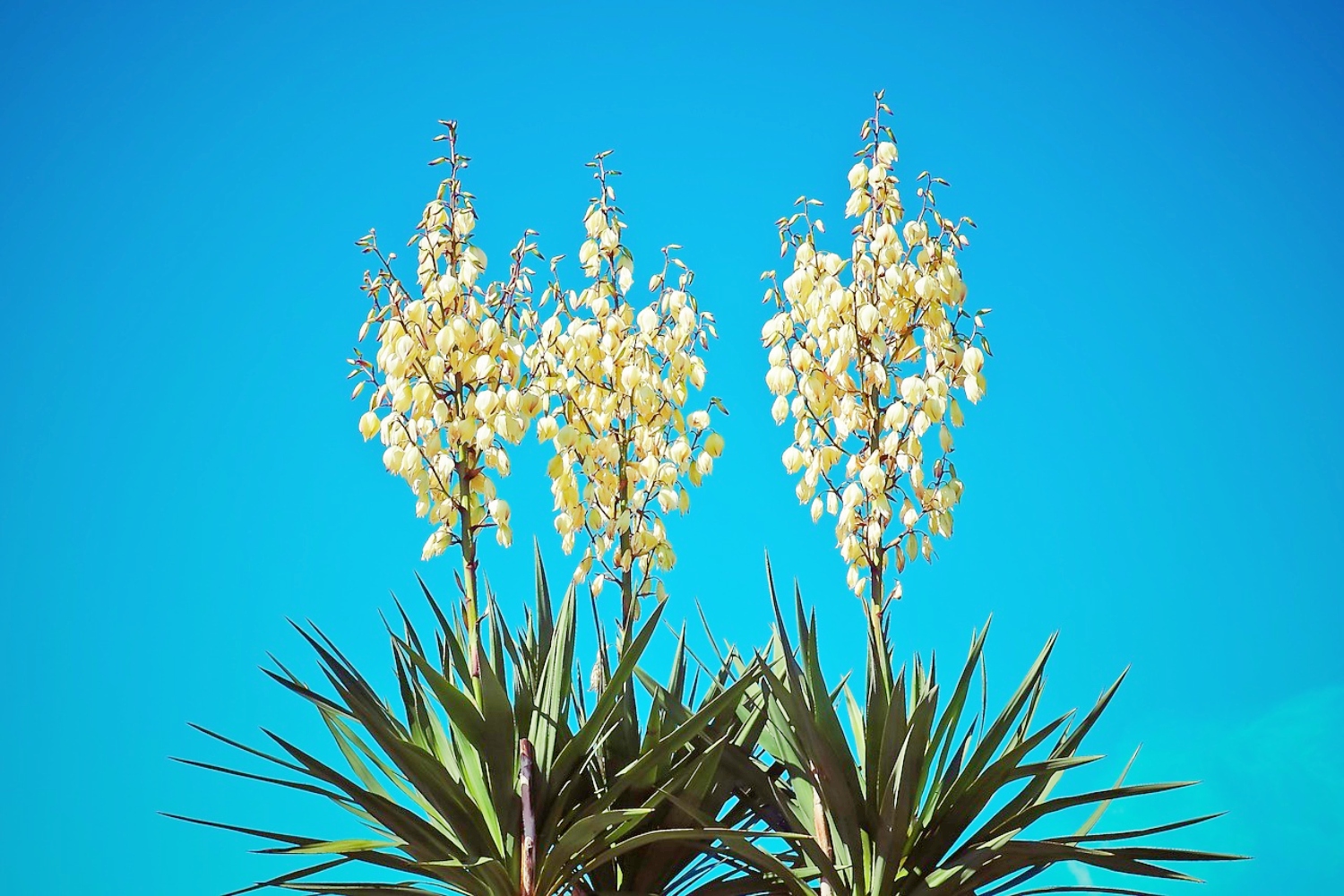 yucca-flowers-how-to-get-your-yucca-to-blossom