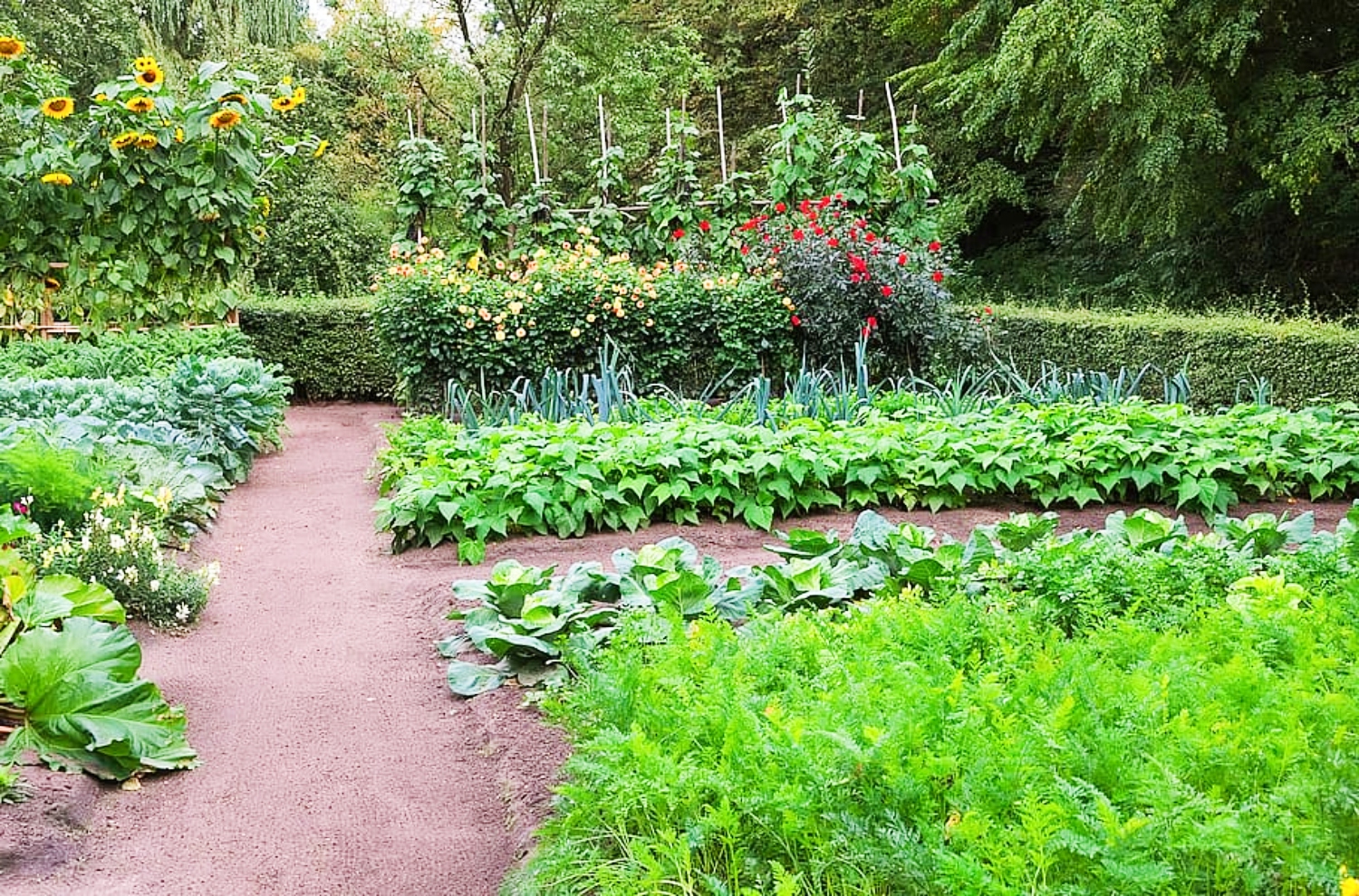 Зеленый огород. Овощи сады Азии. Большие сады овощей фото. What to Plant in May in the Vegetable Garden.