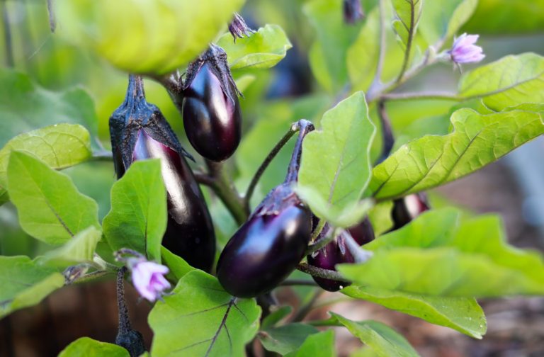 what-is-15-0-15-fertilizer-and-how-do-you-use-it