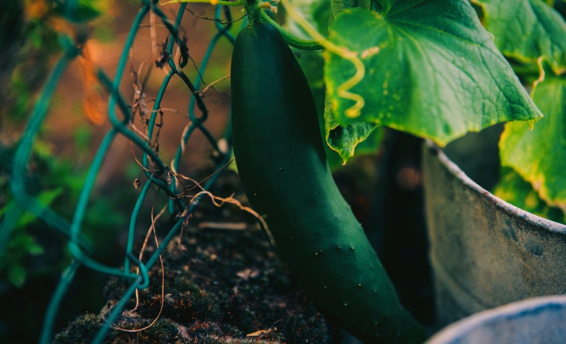 fertilizers-for-cucumbers