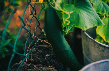 18 Best Organic Fertilizers For Cucumbers To Use In Your Garden