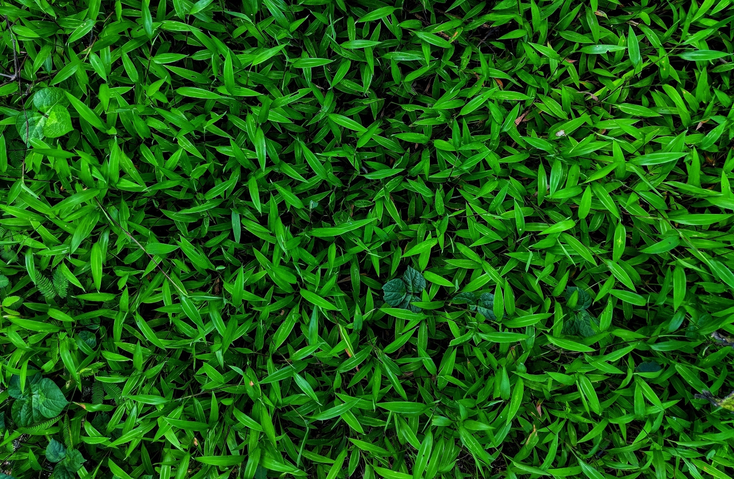 what-is-12-12-12-fertilizer-and-how-do-you-use-it