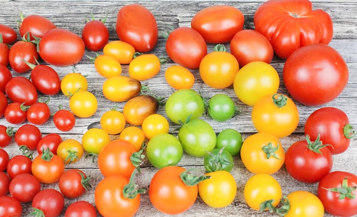 high-yield-tomato-varieties