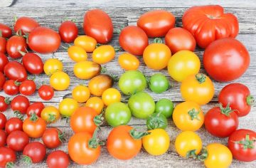 30 High-Yield Tomato Varieties You Should Grow This Season