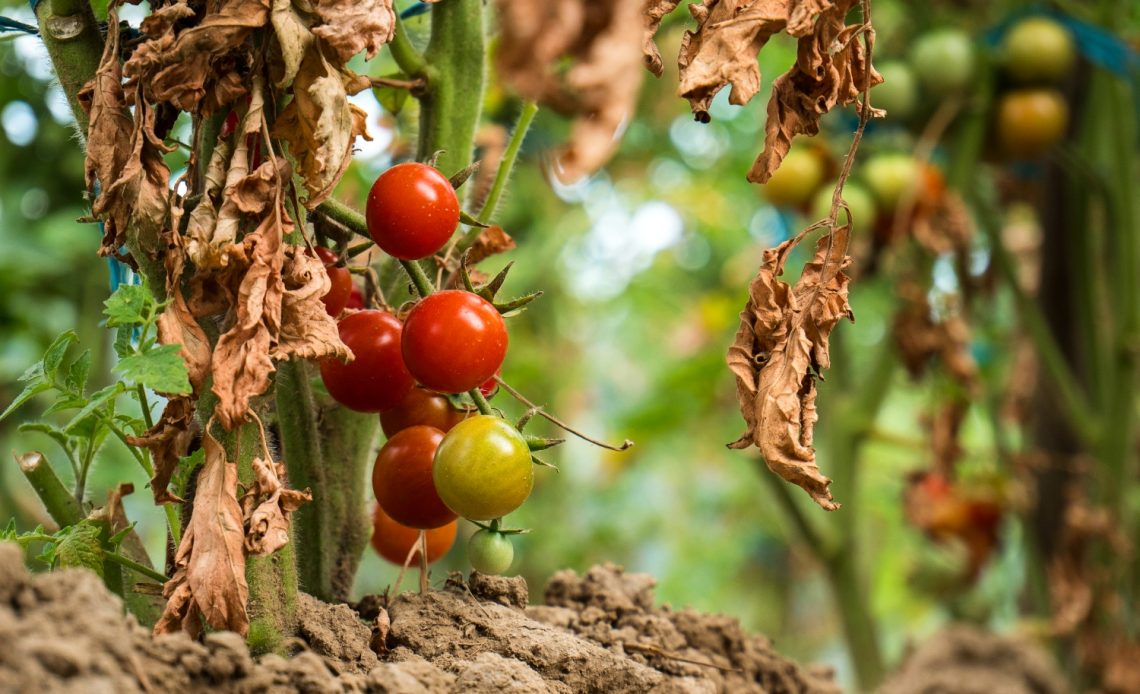 tomato-leaves-turning-brown