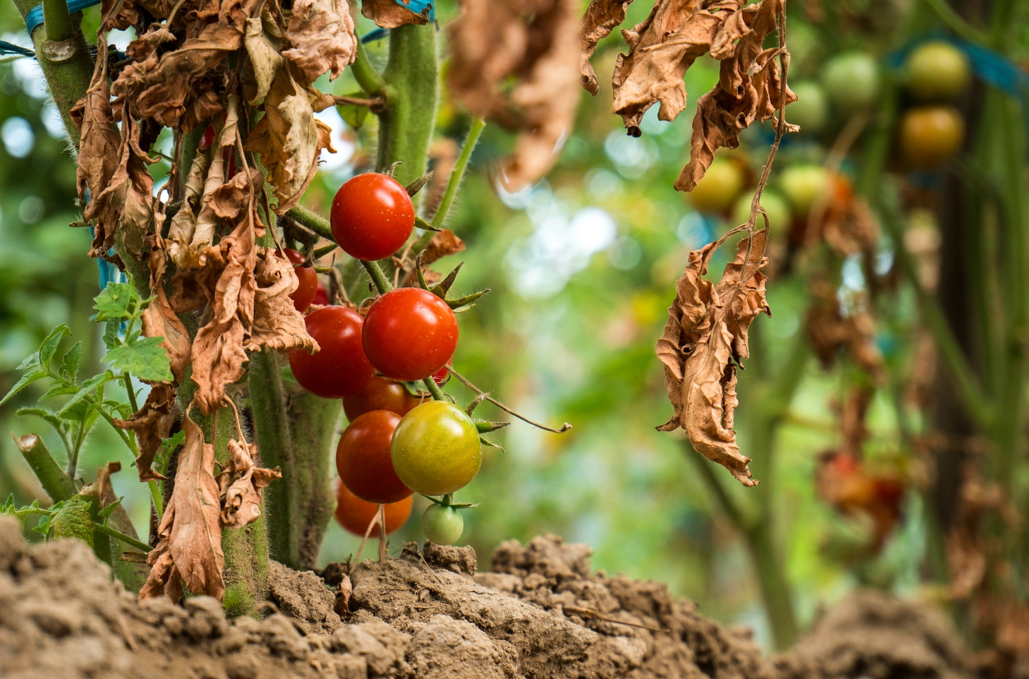 Why Are Your Tomato Leaves Turning Brown?