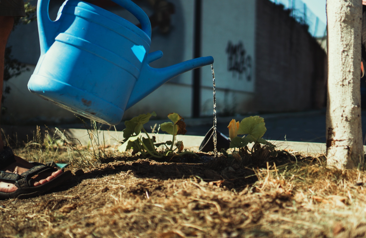 What Is 12 12 12 Fertilizer And How Do You Use It 