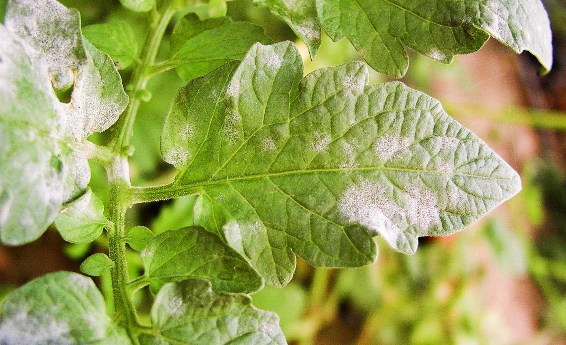 white-spots-on-tomato-leaves