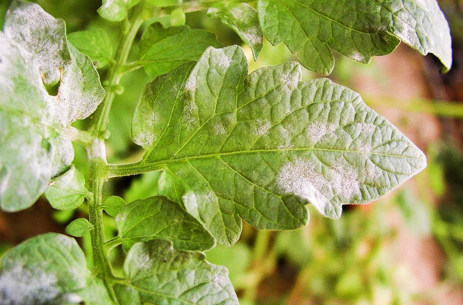 5-causes-of-white-spots-on-tomato-leaves-and-how-to-fix-it