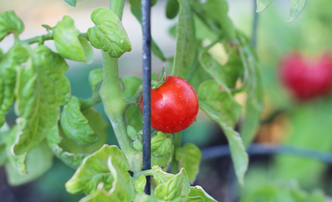 best-cherry-tomato