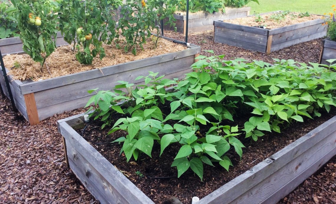 best-soil-for-raised-beds