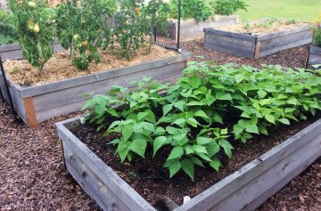 What Is The Best Soil For Raised Beds?