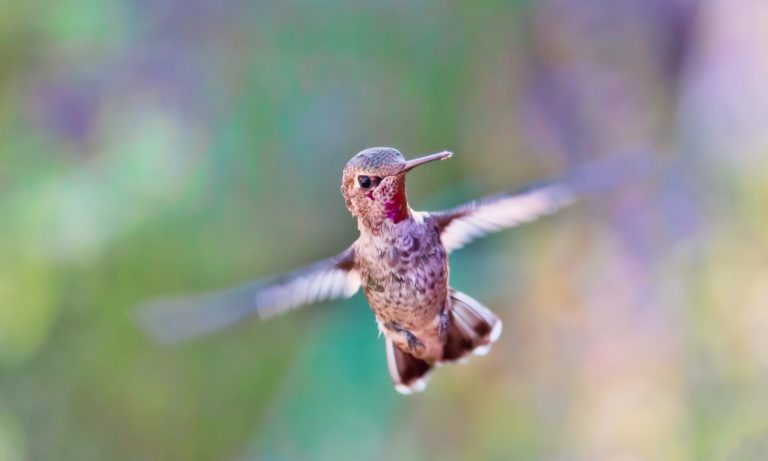 Sick Hummingbird Behavior: 14 Signs To Look Out For & What You Can Do ...