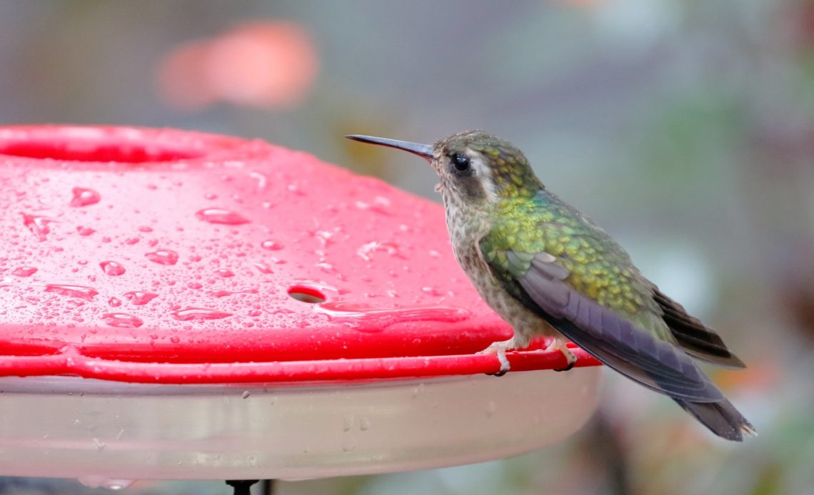 how-to-help-an-injured-hummingbird