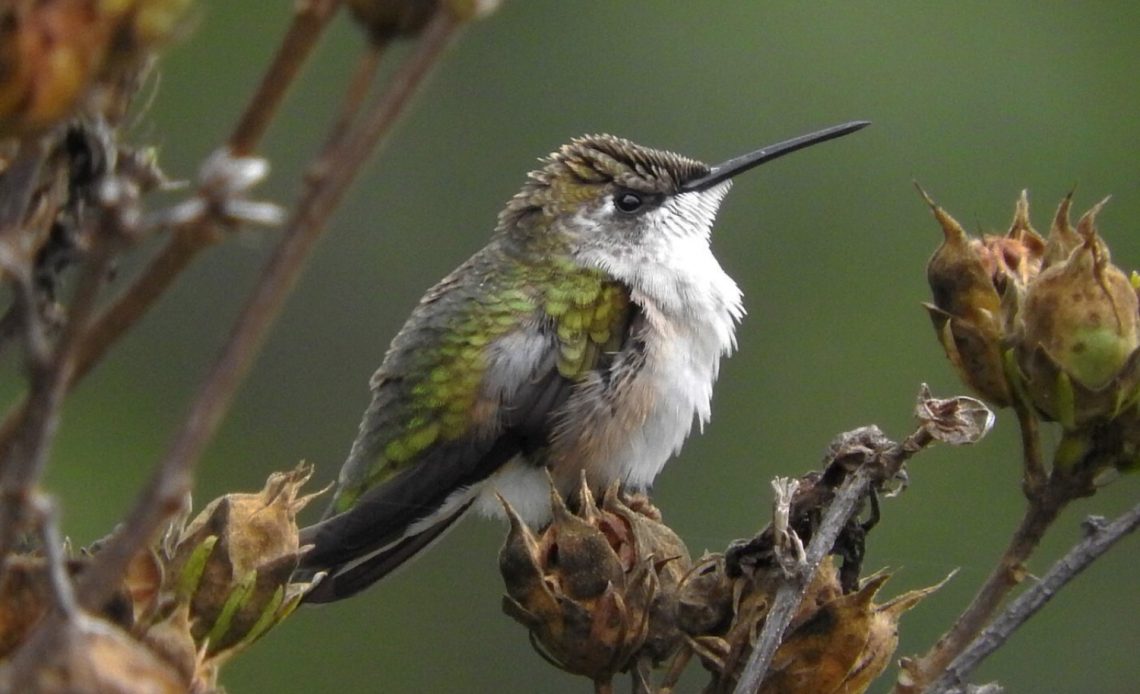how-to-tell-if-a-hummingbird-is-dying