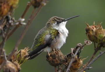How To Tell If A Hummingbird Is Dying