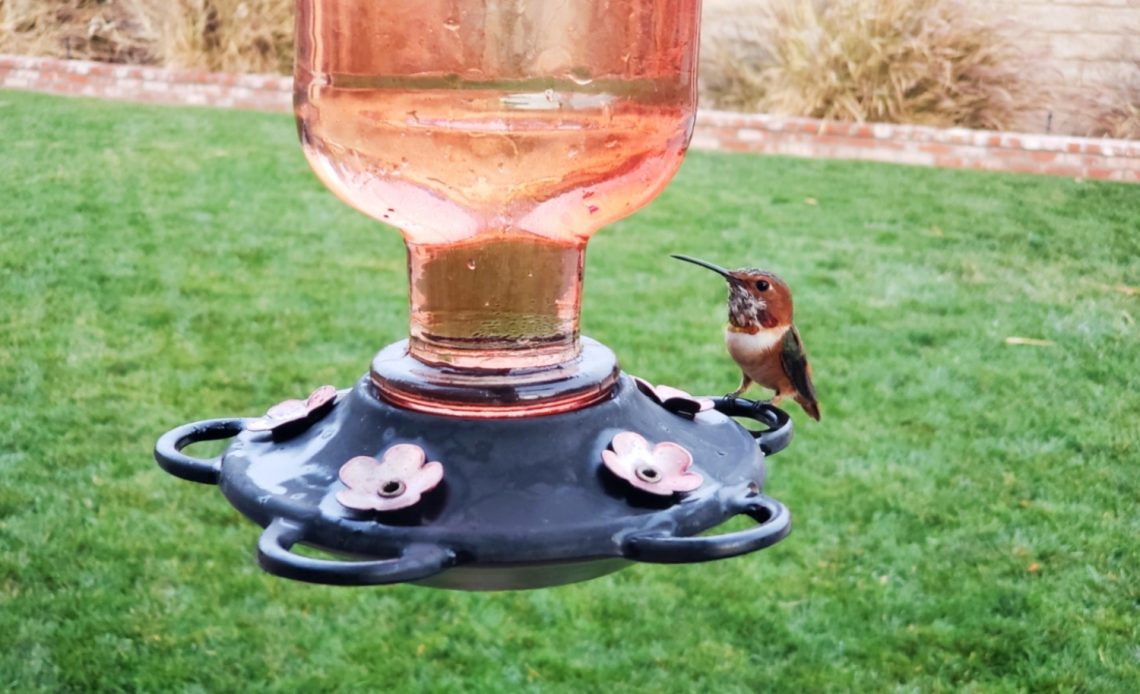 hummingbird-sitting-on-a-feeder-for-hours