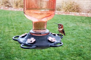 Why Is This Hummingbird Sitting On A Feeder For Hours?