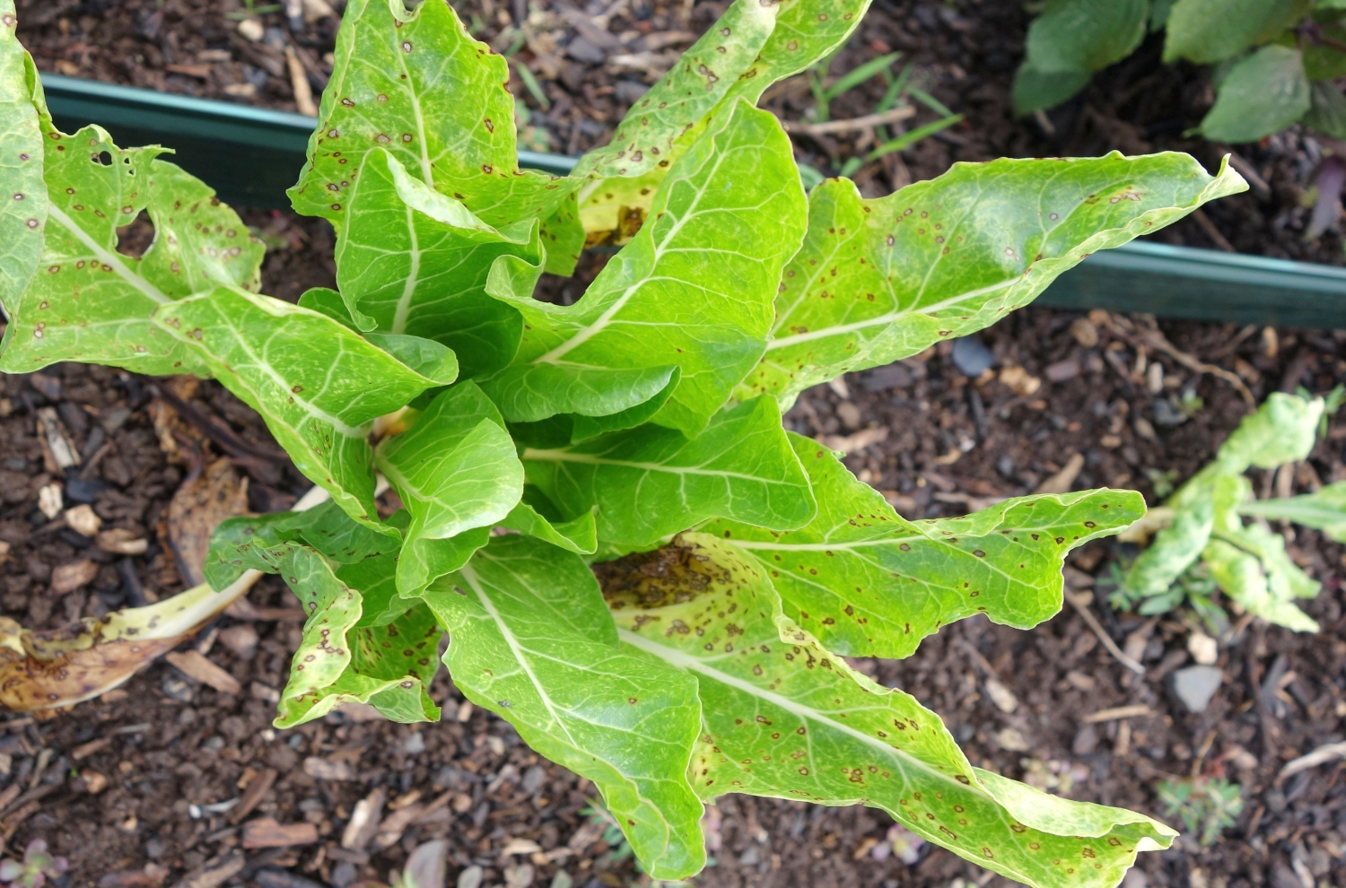 is-galvanized-steel-safe-for-garden-beds