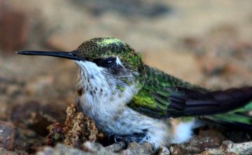 Sick Hummingbird Behavior: 14 Signs To Look Out For & What You Can Do To Help