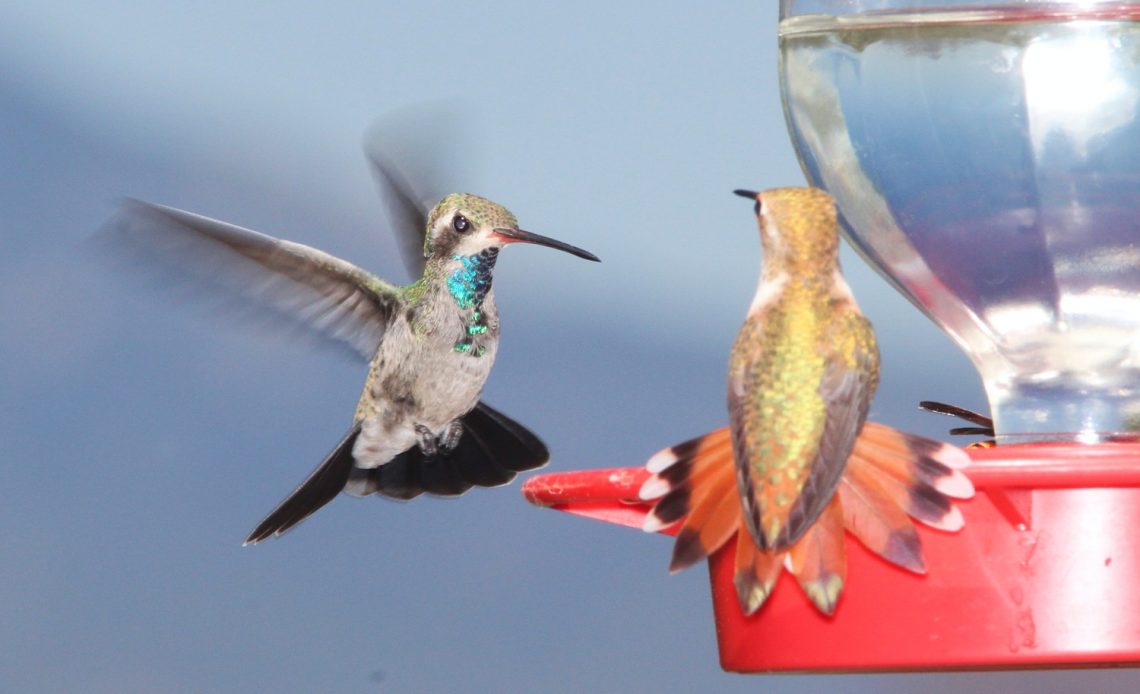 why-do-hummingbirds-fly-back-and-forth