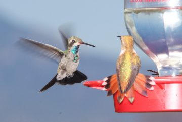 Why Do Hummingbirds Fly Back And Forth?