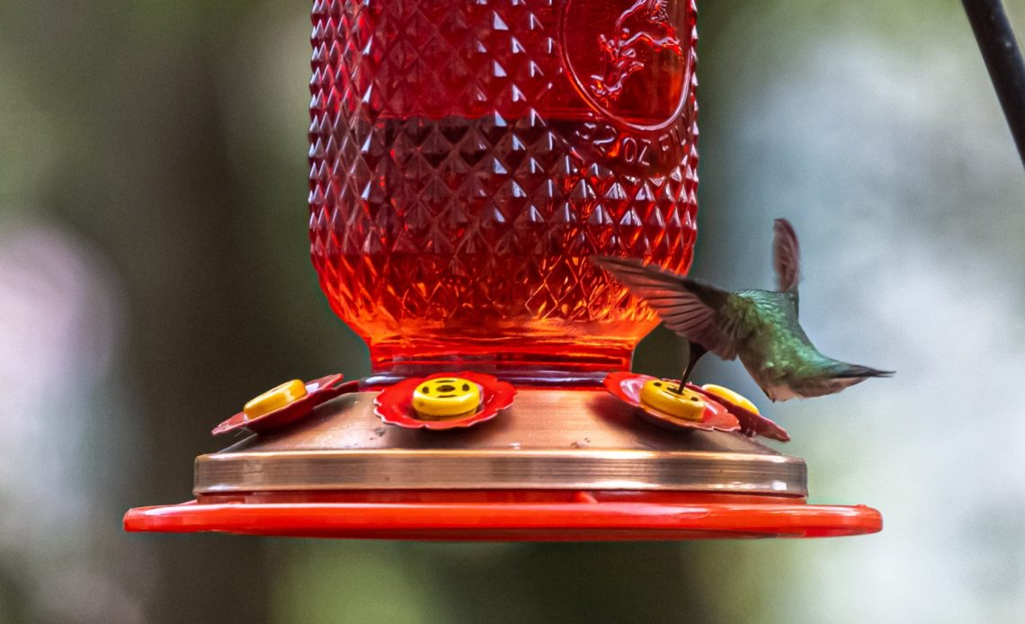 how-do-hummingbirds-find-feeders
