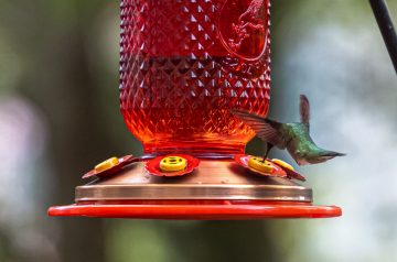How Do Hummingbirds Find Feeders?