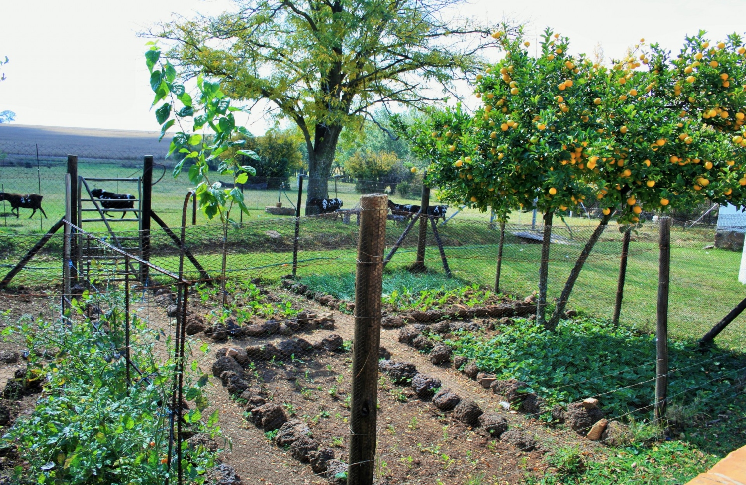 How Does Gardening Help The Environment?