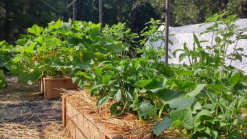 The Importance Of Organic Gardening: 7 Benefits Of Gardening Sustainably