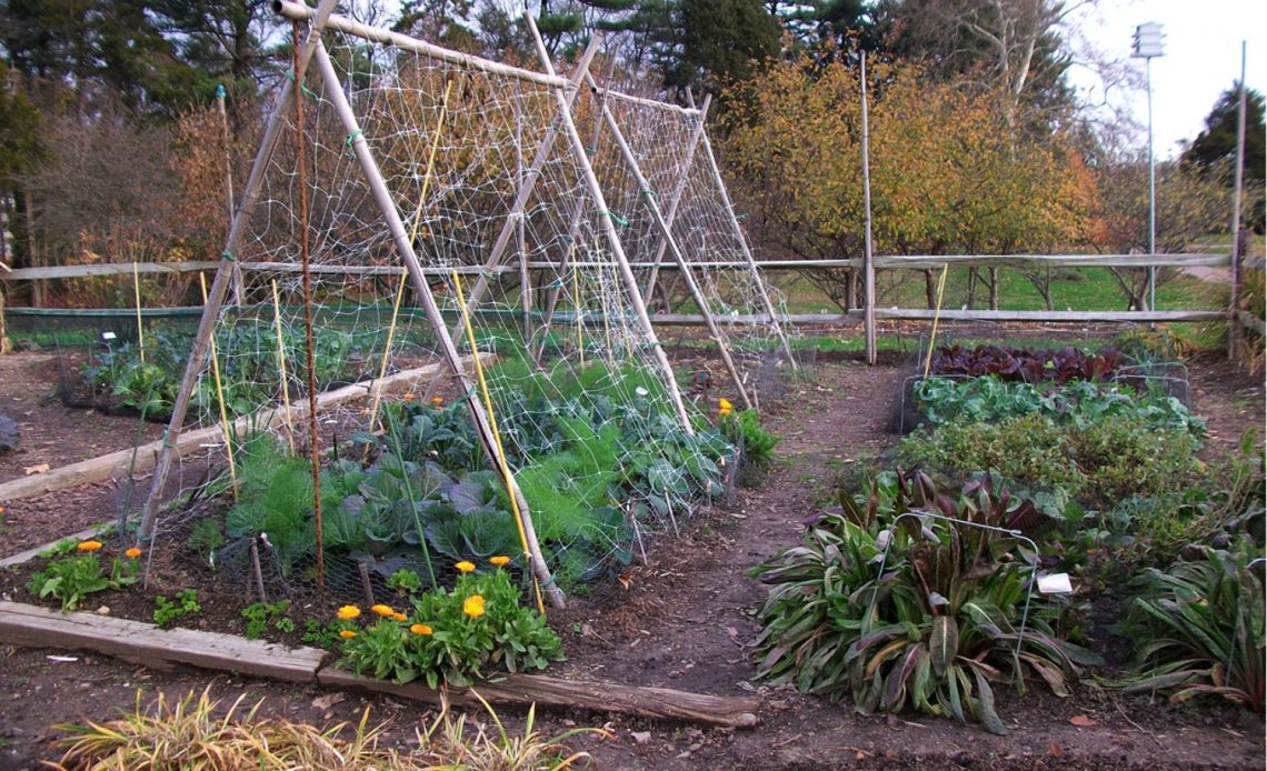 sustainable-vegetable-gardening