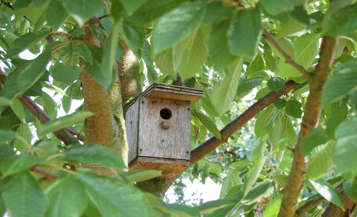 where-to-hang-a-hummingbird-house