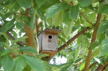 Where To Hang A Hummingbird House