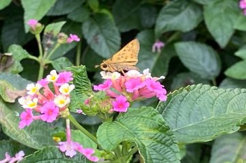Why Are Pollinator Gardens Important?